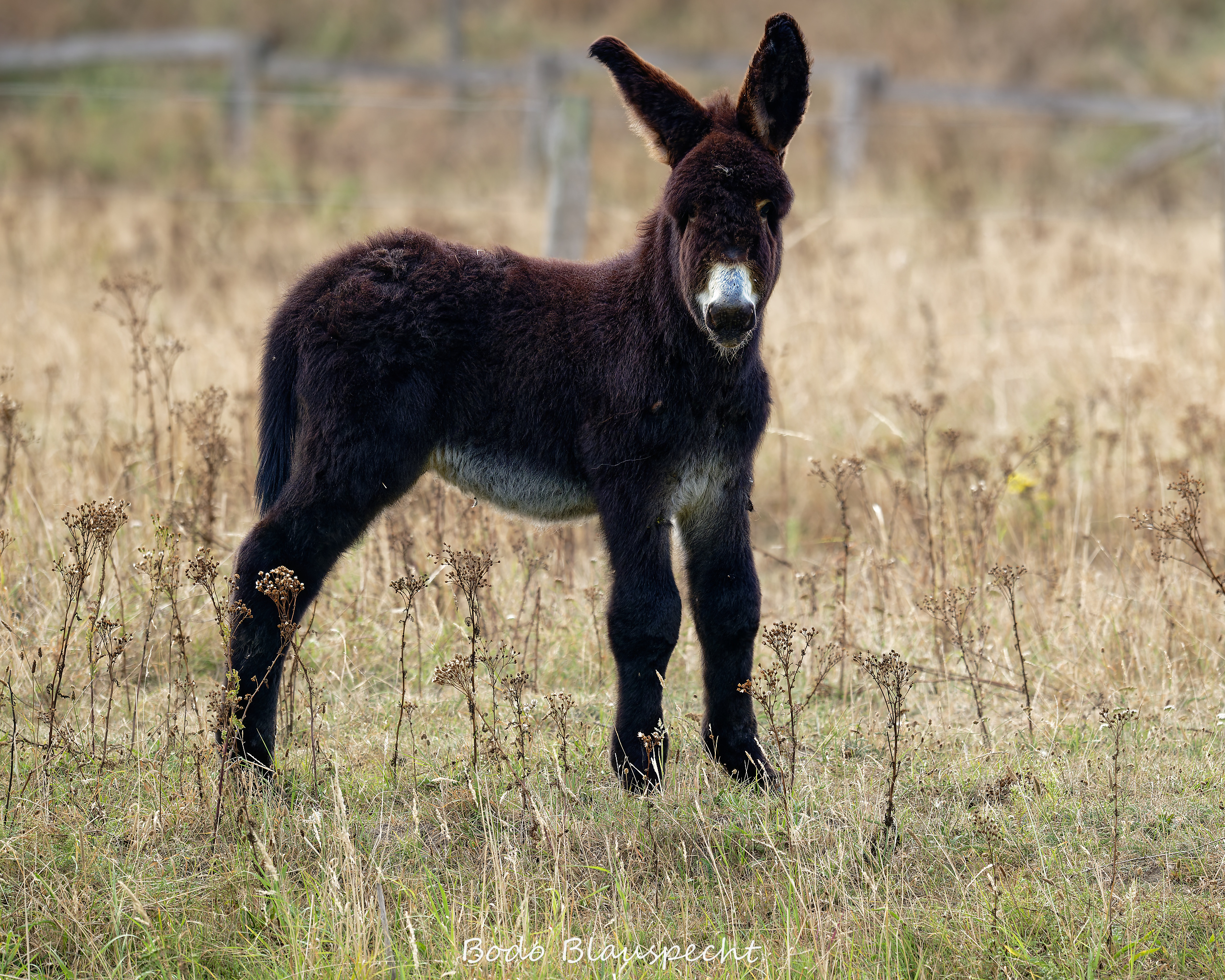 08.23 16.37 77   Poitou Esel   Steveraue WEB